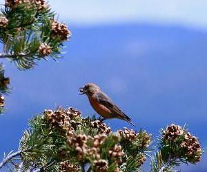 Southwest regional warming likely cause of pinyon pine cone decline