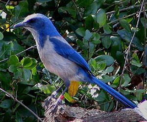 Research offers way to save endangered Florida bird, and a lesson for conservationists