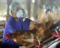 Hong Kong to cull 20,000 chickens after H7N9 found