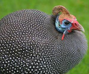 Birds may spread, not halt, fever-bearing ticks