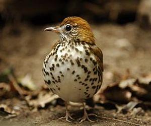 Exurban residences impact bird communities up to 200 meters away