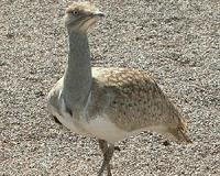 Environmentalists praise Pakistan ban on hunting of rare bird