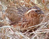 Shining light on the mystery of birds sensing spring