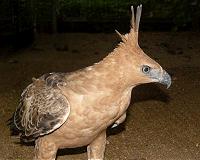 Study of hawks' pursuit of prey could help scientists capture rogue drones