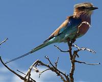 Scientists warn of species loss due to man-made landscapes