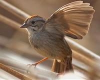 Bird song-recognition mobile app launches