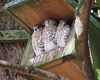Mauritius kestrels show long-term legacy of man-made habitat change