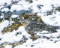 'Baby, it's hot outside': Why birds sing to eggs