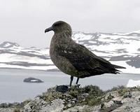 As the planet warms, birds are shrinking