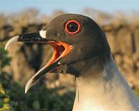 Climate change intensifies deadly bird rivalry