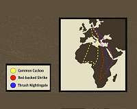 Young birds migrating to Africa dispersed by winds, study shows