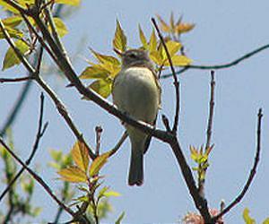 Managing forests requires a bird's-eye view