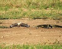Predators predict longevity of birds