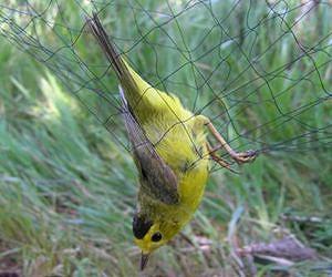 First large-scale study into bird capture technique evaluates the risks