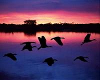 Aussie lake turns vivid pink