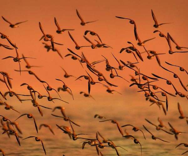 Half world's birds in decline, species moving 'ever faster' to extinction
