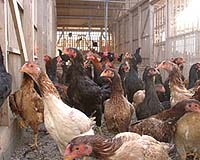 Thousands more poultry culled as bird flu fears grow in Taiwan
