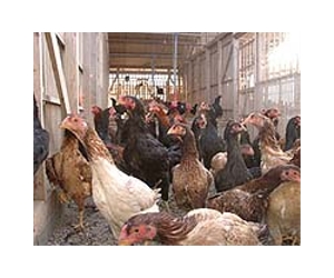 Bird flu cases more common than thought: study