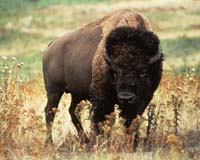 European bison released into wild Carpathian range