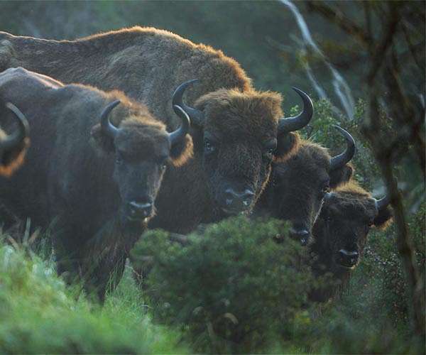 Bison herds 'reawaken' Yellowstone's prairies