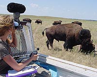 Quiet Bison Sire More Calves Than Louder Rivals