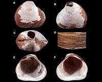 Mass extinctions remove species but not ecological variety