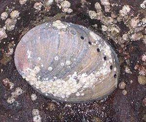 NOAA designates critical habitat for black abalone