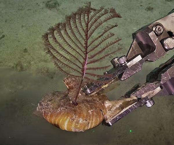 Scientists discover five new species of black corals deep below the pacific off the Great Barrier Reef