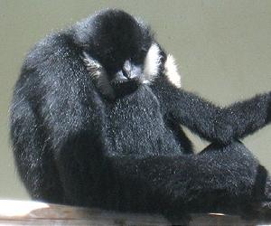 French crusader for gibbons in Borneo jungle