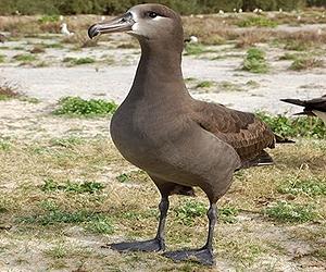 Mercury On The Rise In Endangered Pacific Seabirds