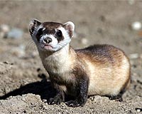 Hanging on for dear life: animals from biodiversity 'Red List'