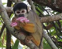 Endangered Amazon monkeys more diverse than thought