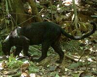 Malaysia's 'black panthers' finally reveal their leopard's spots