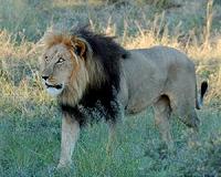 Searching for the last lions in Nigeria