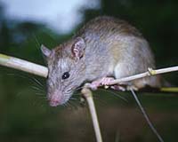 Indian state facing famine after rat plague: report