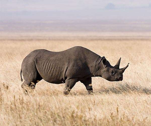 Rhinos killed, poachers arrested in S.Africa's Kruger Park