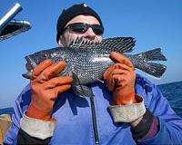 Bucking Conventional Wisdom, Researchers Find Black Sea Bass Tougher Than Expected