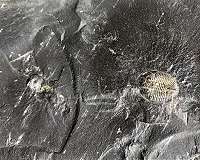 Reconstruction of trilobite ancestral range in the southern hemisphere