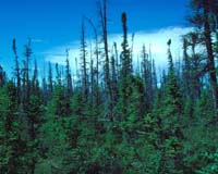 Forests' Long-Term Potential For Carbon Offsetting