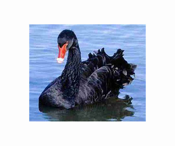 Hundreds of swans found dead in Kazakh nature reserve