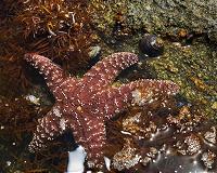 Ocean acidification affects predator-prey response