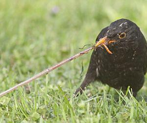 Clamorous city blackbirds