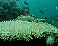 Thriving reef fisheries continue to provide food despite coral bleaching