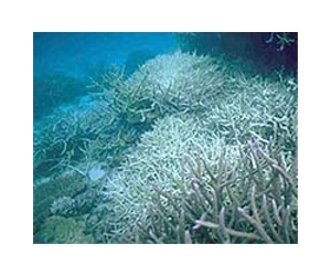 Malaysia may close more dive sites hit by coral bleaching