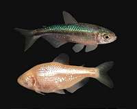 NIH researchers identify how eye loss occurs in blind cavefish