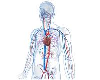 Scientists print world's first 3D heart using patient's own cells