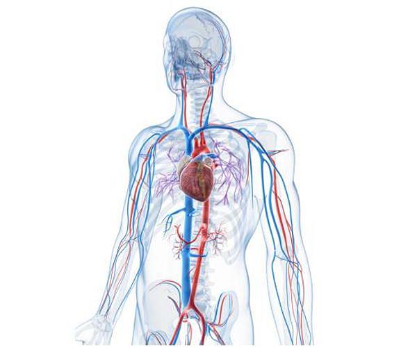 AI system allows smart speakers to wirelessly monitor heart rhythms
