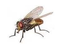 Caltech Scientists Discover Why Flies Are So Hard To Swat