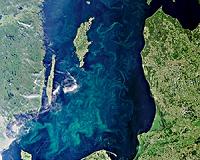 Marine algae can sense the rainbow