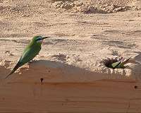 Head-turning violence helps tiny songbirds kill big prey: study